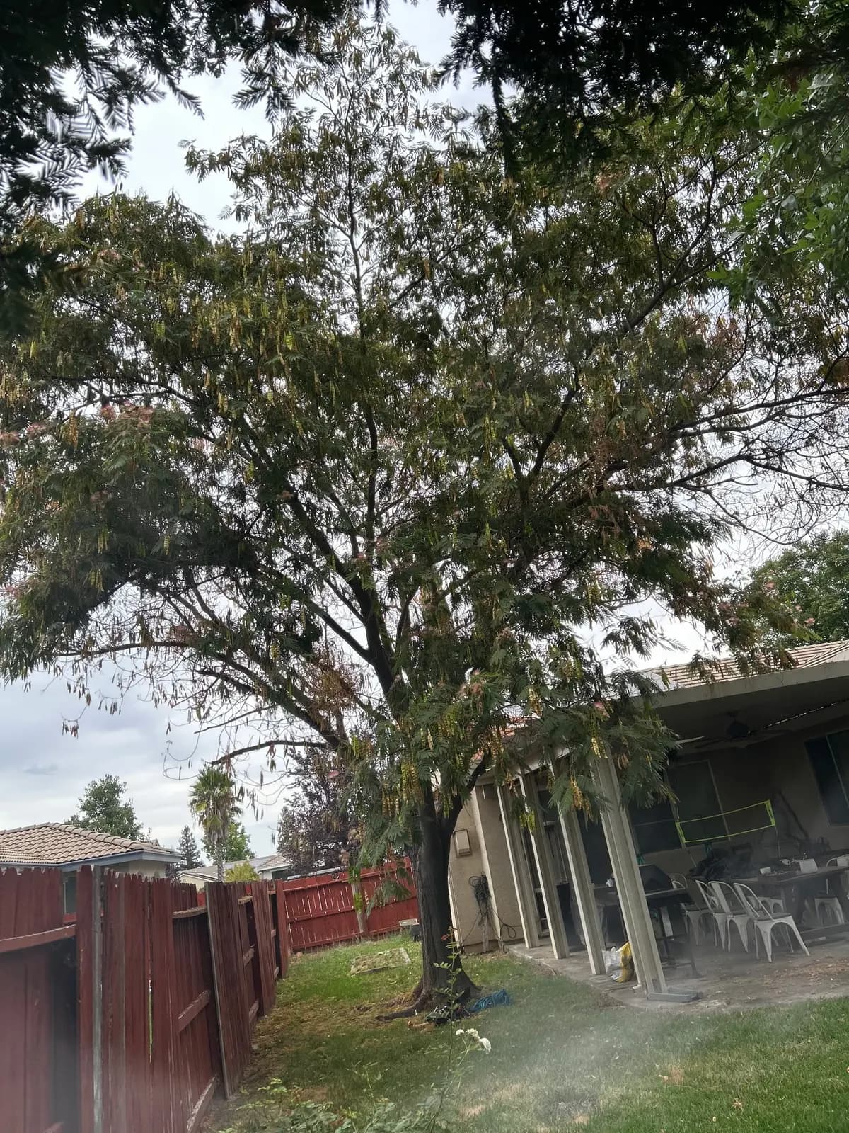 Before: a large tree leaning over a covered back patio and fence line