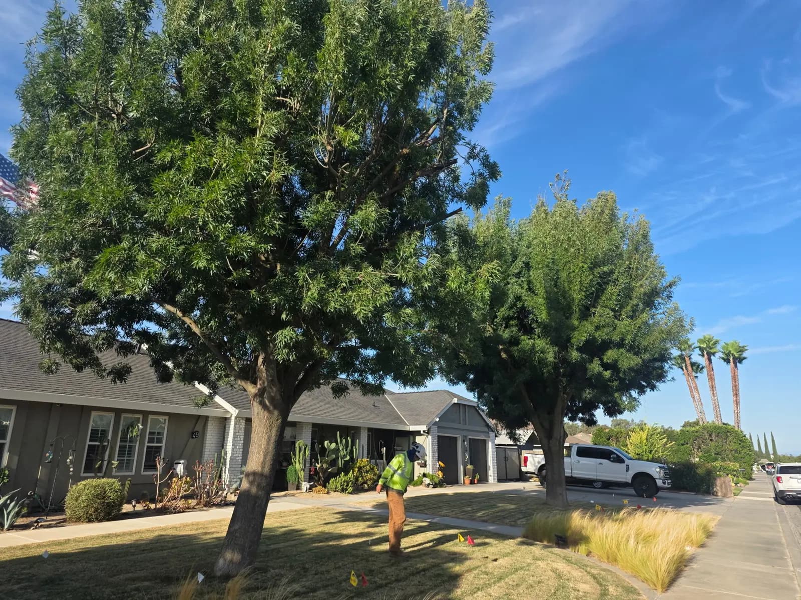 Crew member in high-visibility gear under two freshly trimmed front-yard shade trees
