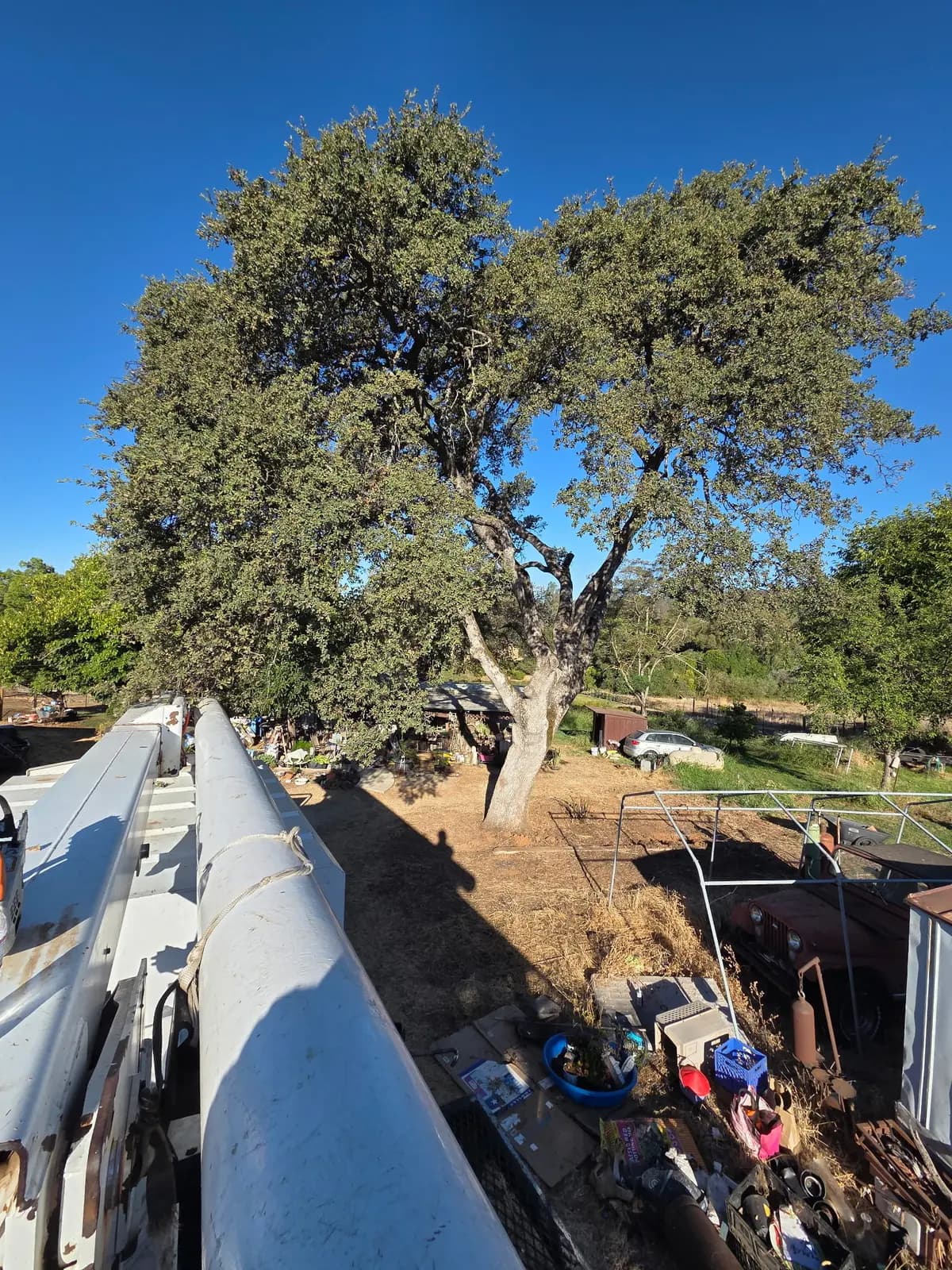 View from the bucket looking across the canopy of a large backyard oak