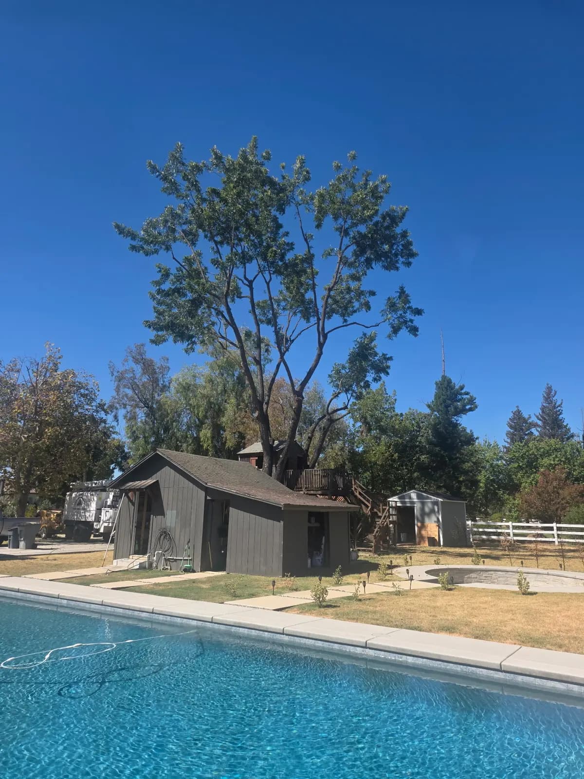 Tree pruned back for clearance over a pool deck and backyard structures